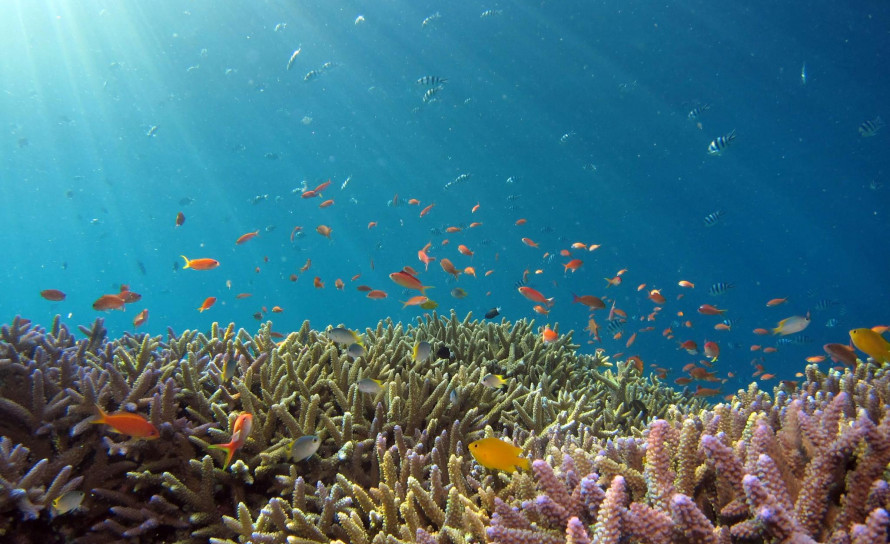 5 Best Scuba Diving & Snorkeling sites in Canaria