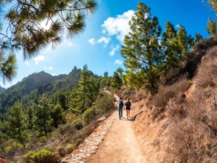 Two hikers on the trail to Roque Nublo surrounded by pine forest