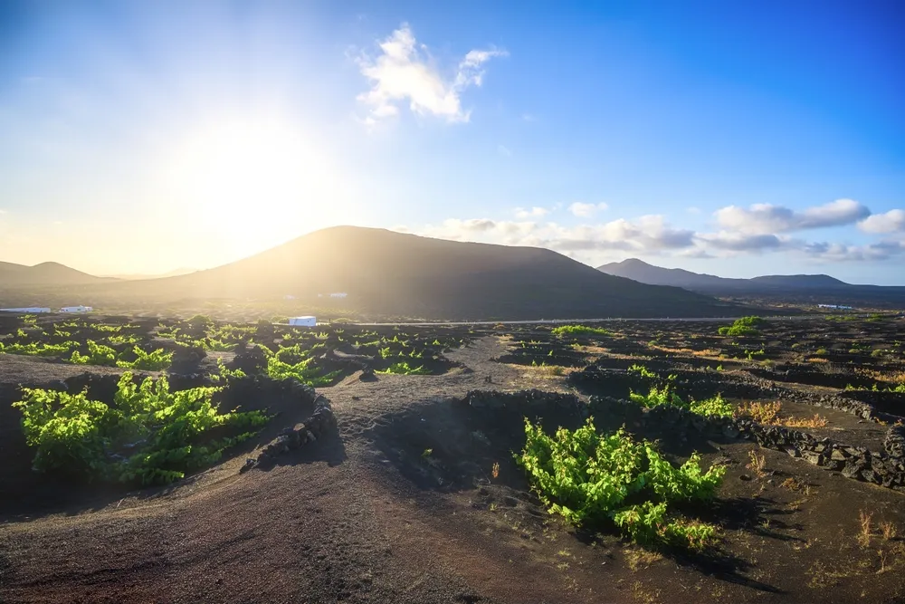viñedos de lanzarote